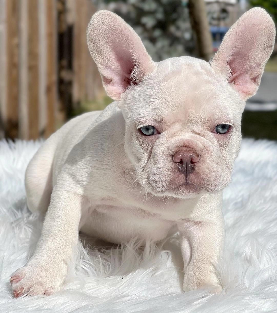 Exotic French Bulldog Yavruları