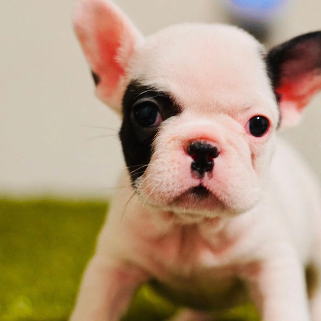 French Bulldog Yavruları