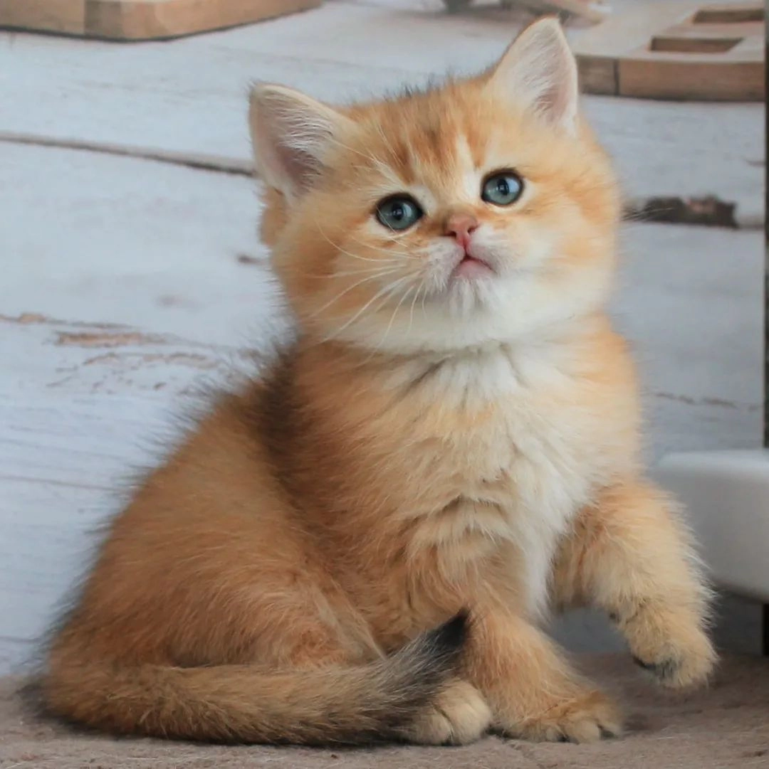 British Shorthair Yavruları