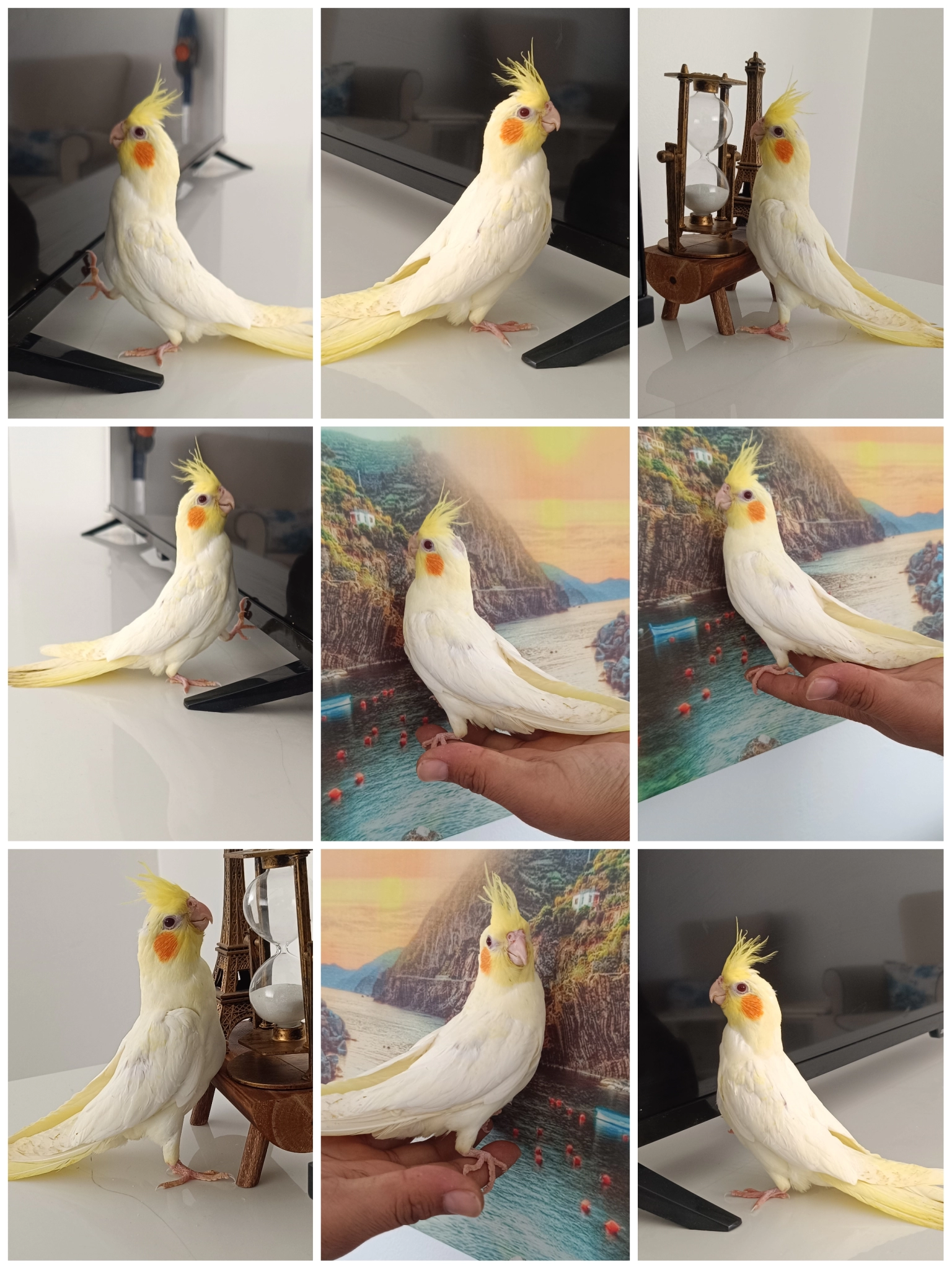 50 Günlük Ev Üretimi Ele Alışkın Lutino