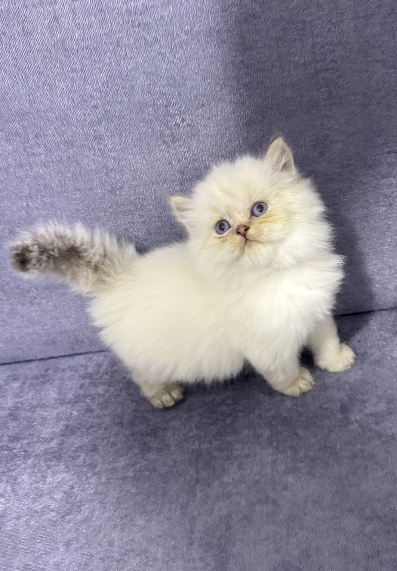 British Longhair ( Show Kalite )