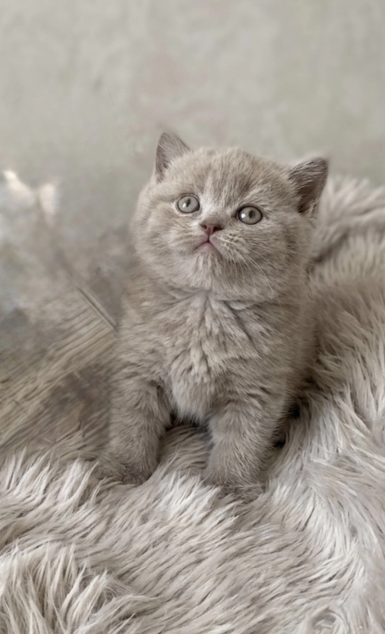 British Shorthair Lilac Renk