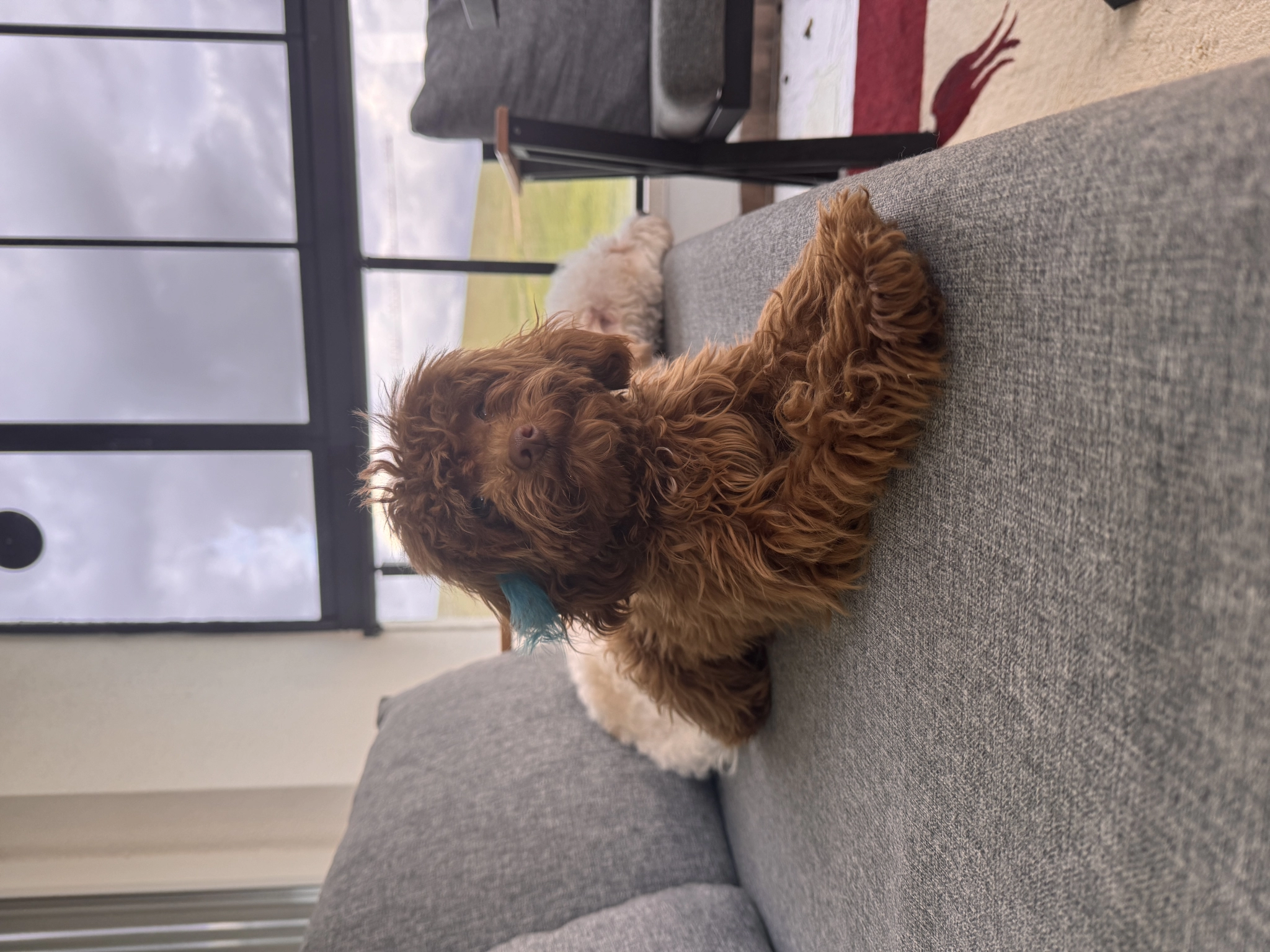 Erkek Toy Poodle 8 Aylık