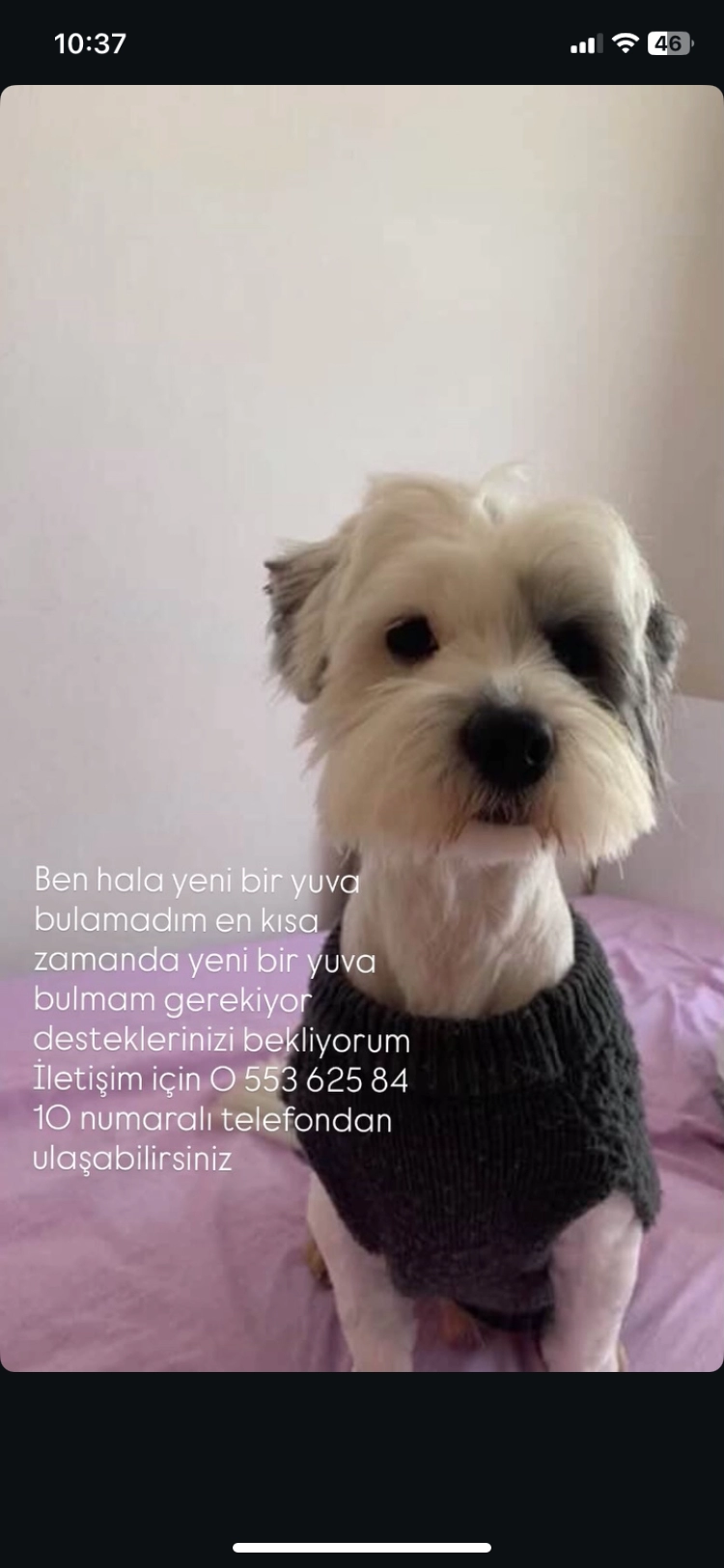 Barinaktan Çıkarıldım Çok Acil Yuvam Olur Musunuz?