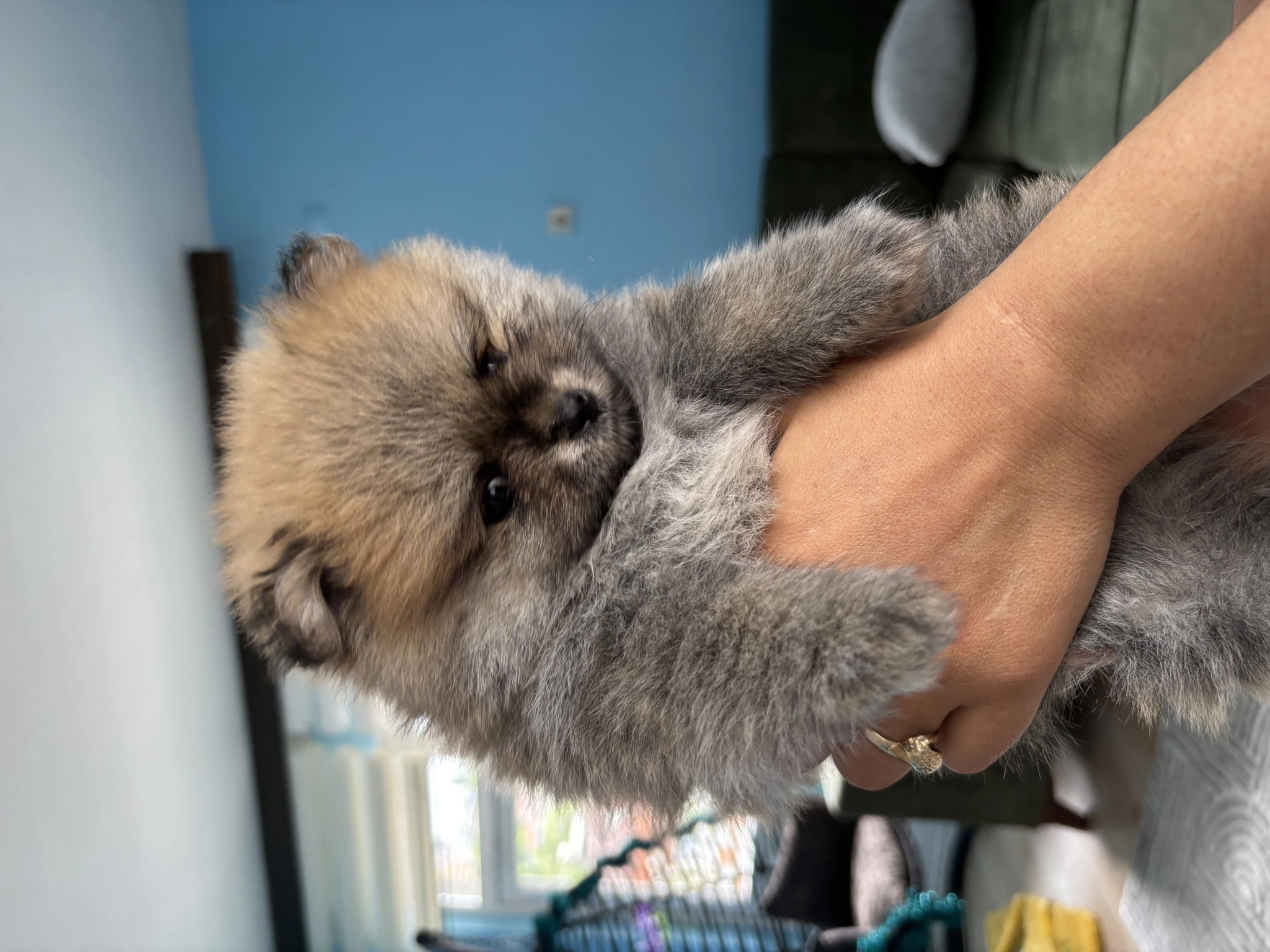 2 Aylık Pomerian Boo Basık Burun