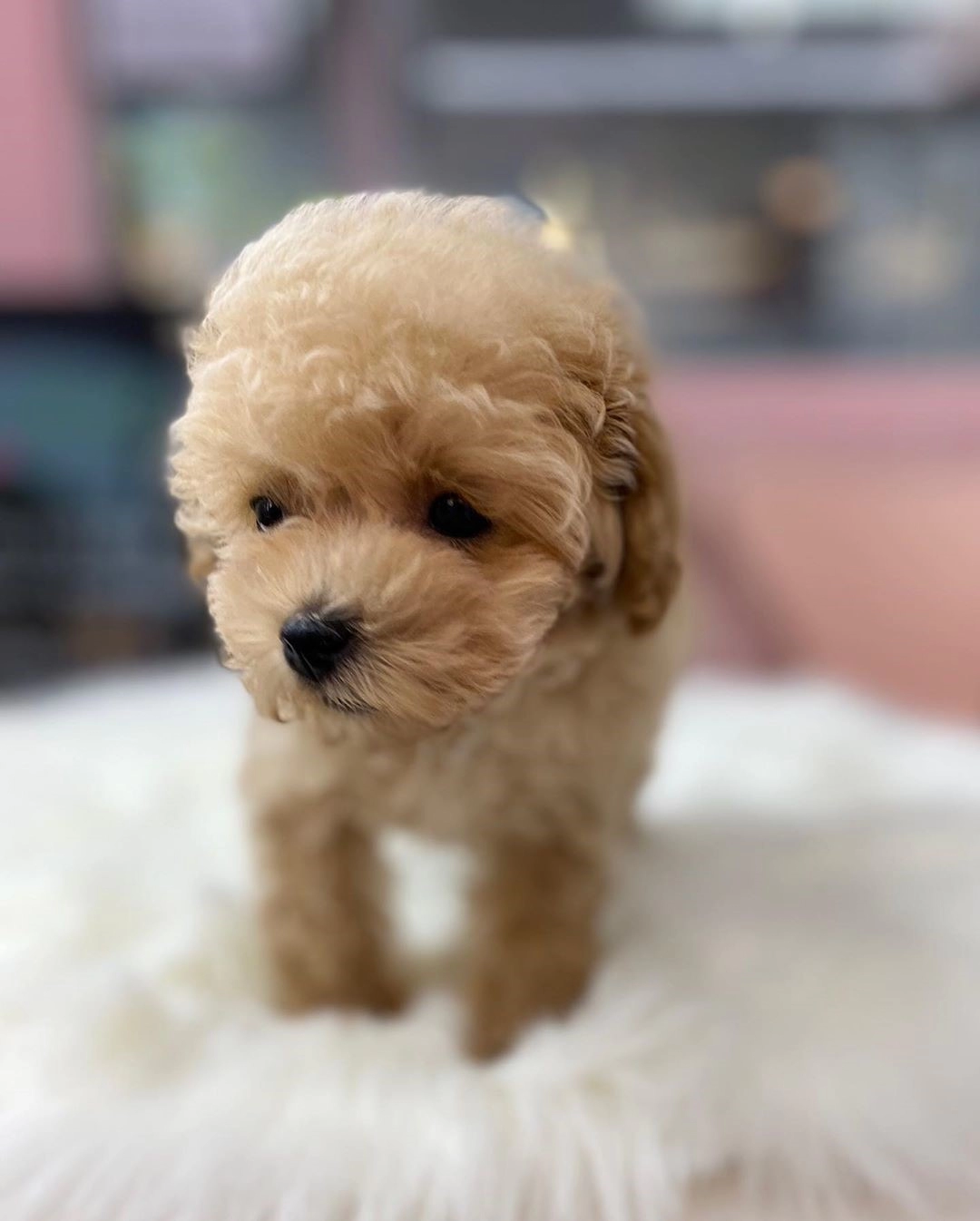 F2 Maltipoo Yavruları