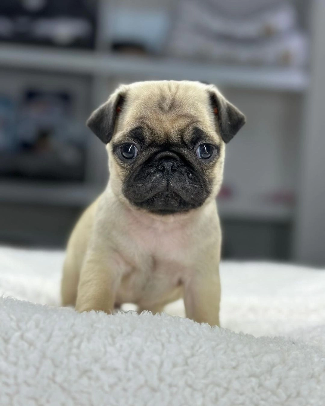 Irk Garantili Pug Yavruları
