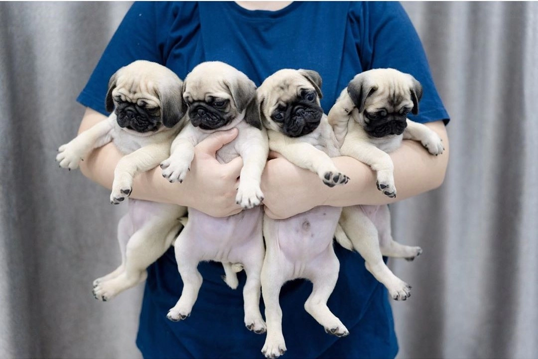 Irk Garantili Pug Yavruları