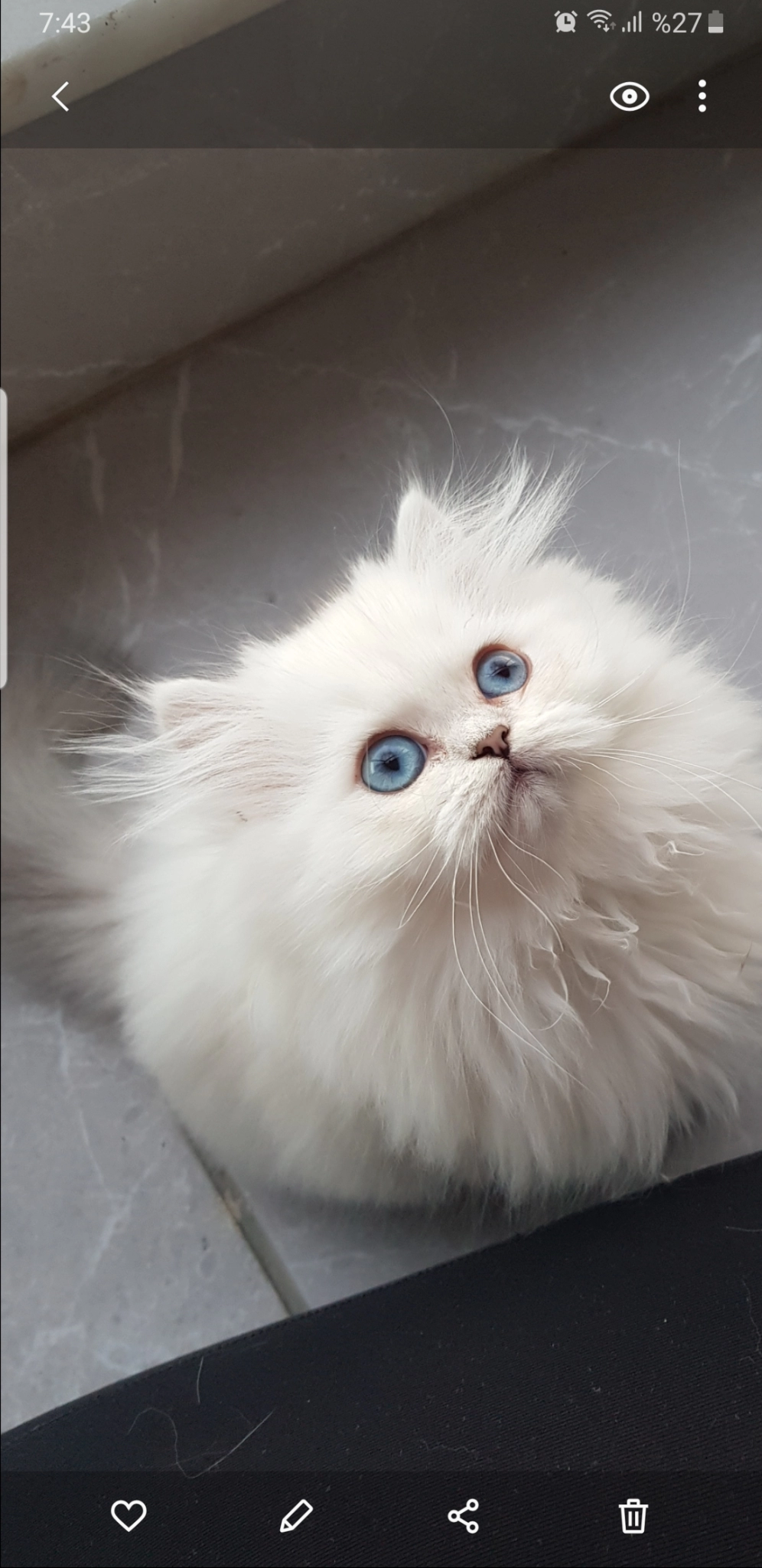 British  Longhair  Silver