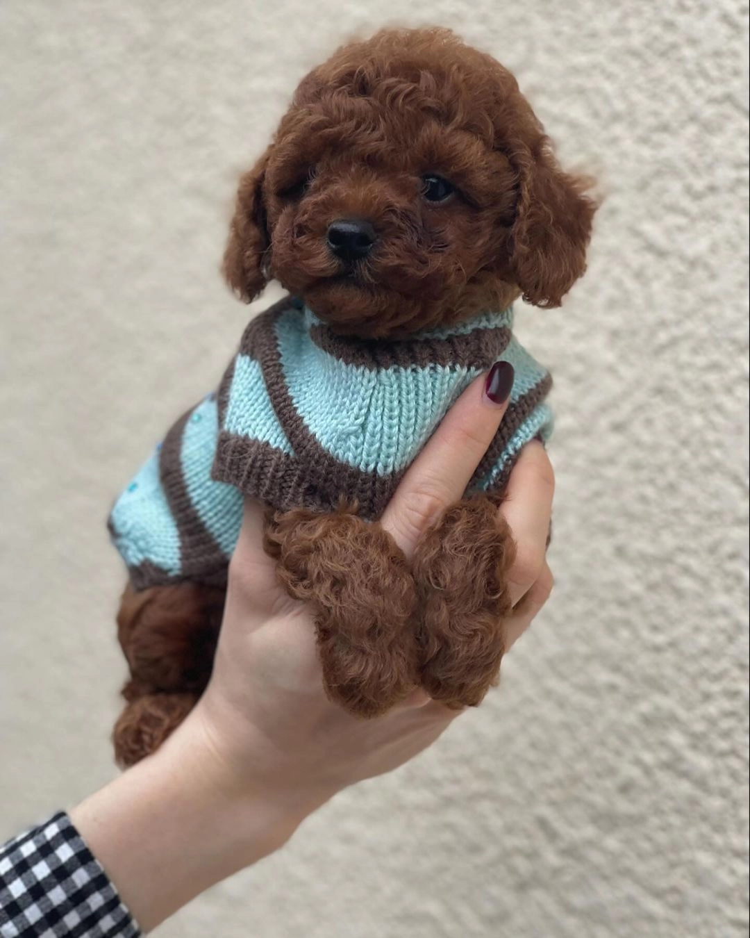 Irk Garantili Toy Poodle Yavruları
