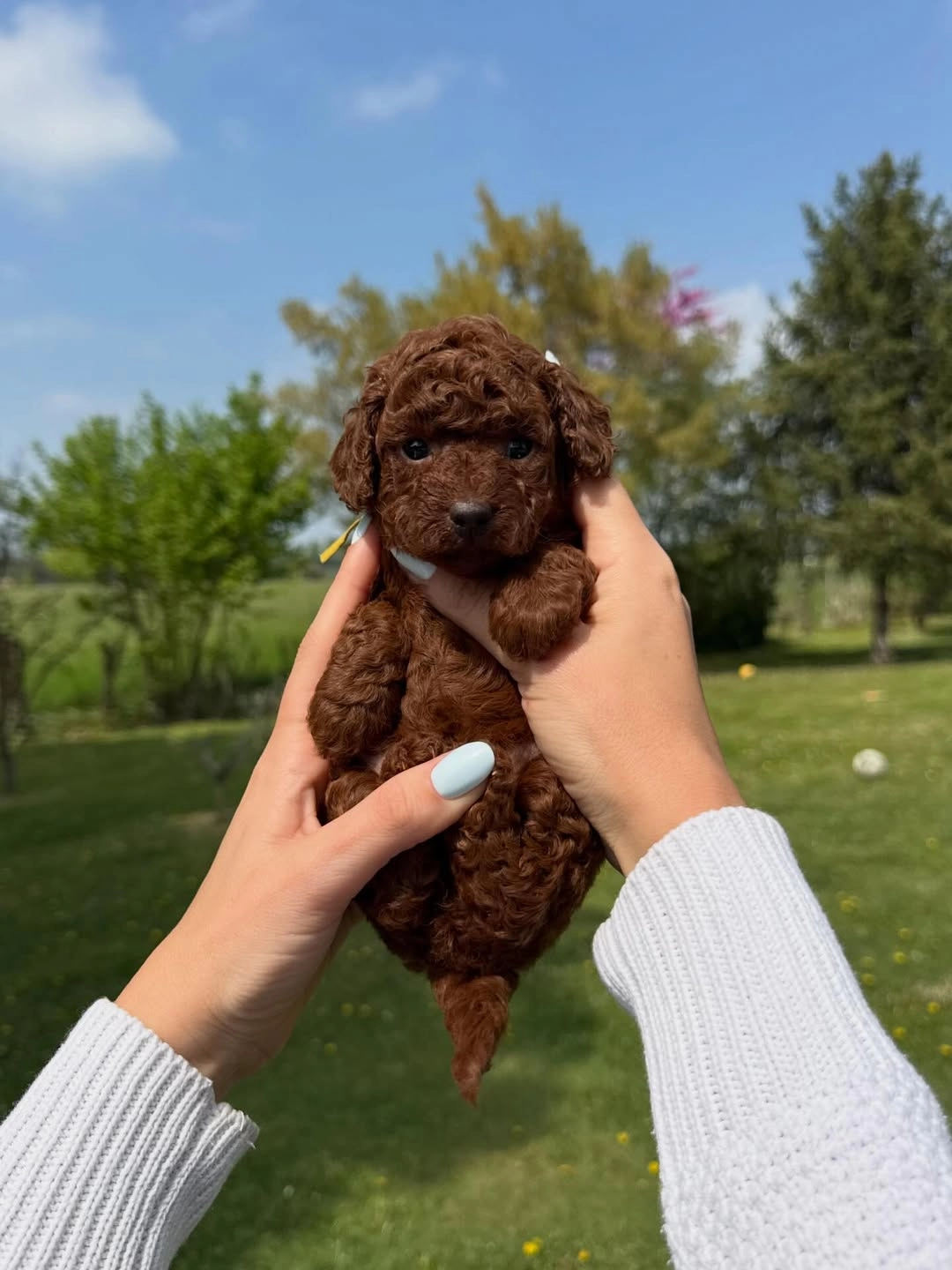 Toy Poodle Yavruları