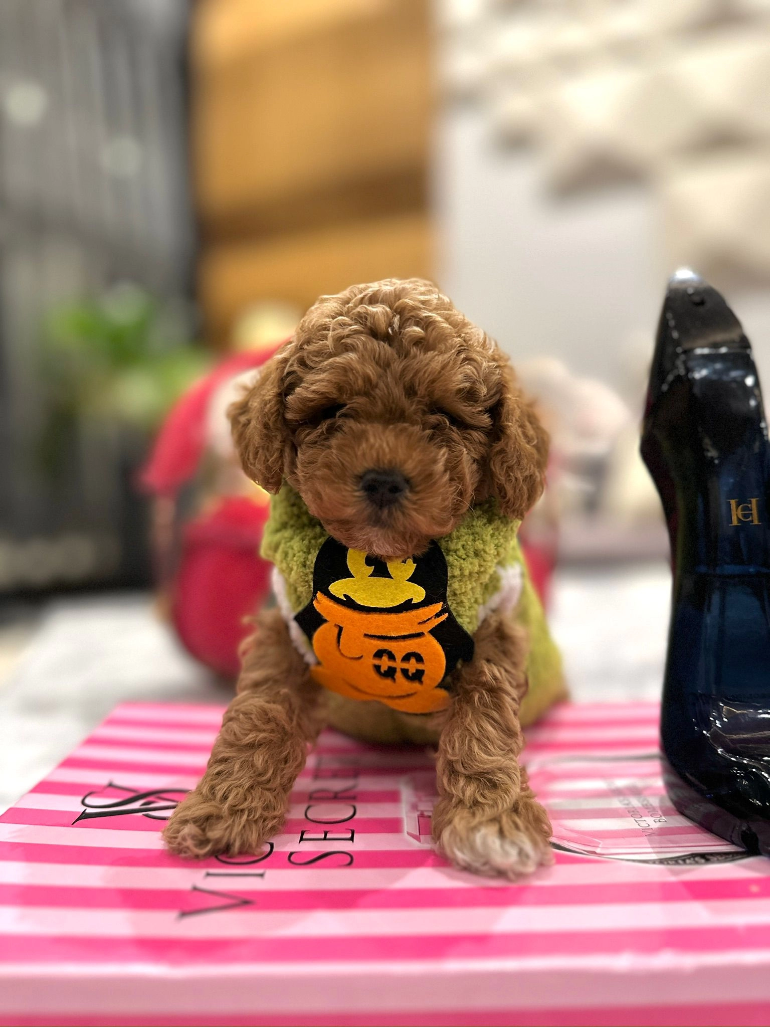 A Kalite Safkan Poodle Lar