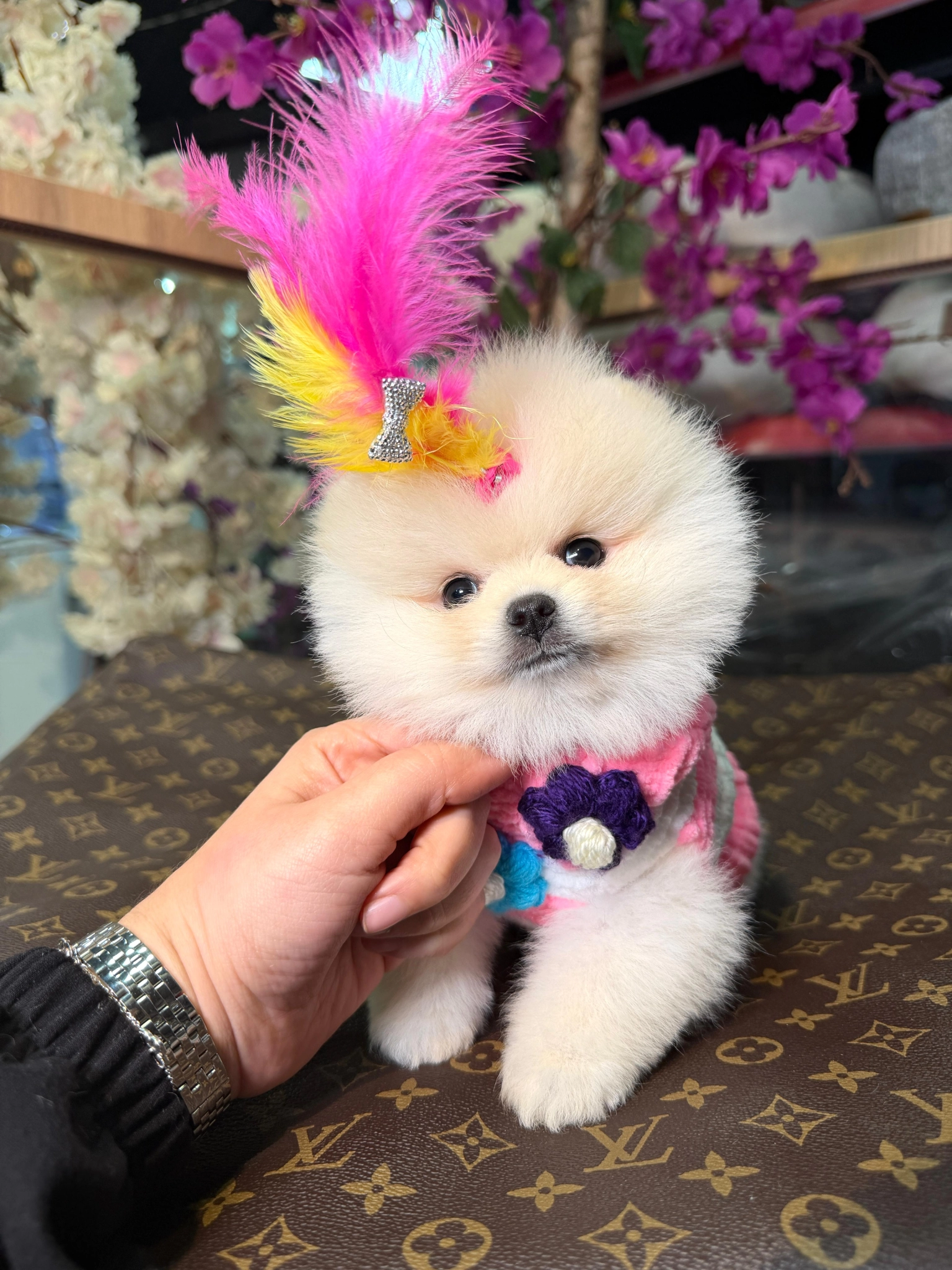 Sevimli Ve Oyuncu Pomeranian Yavruları