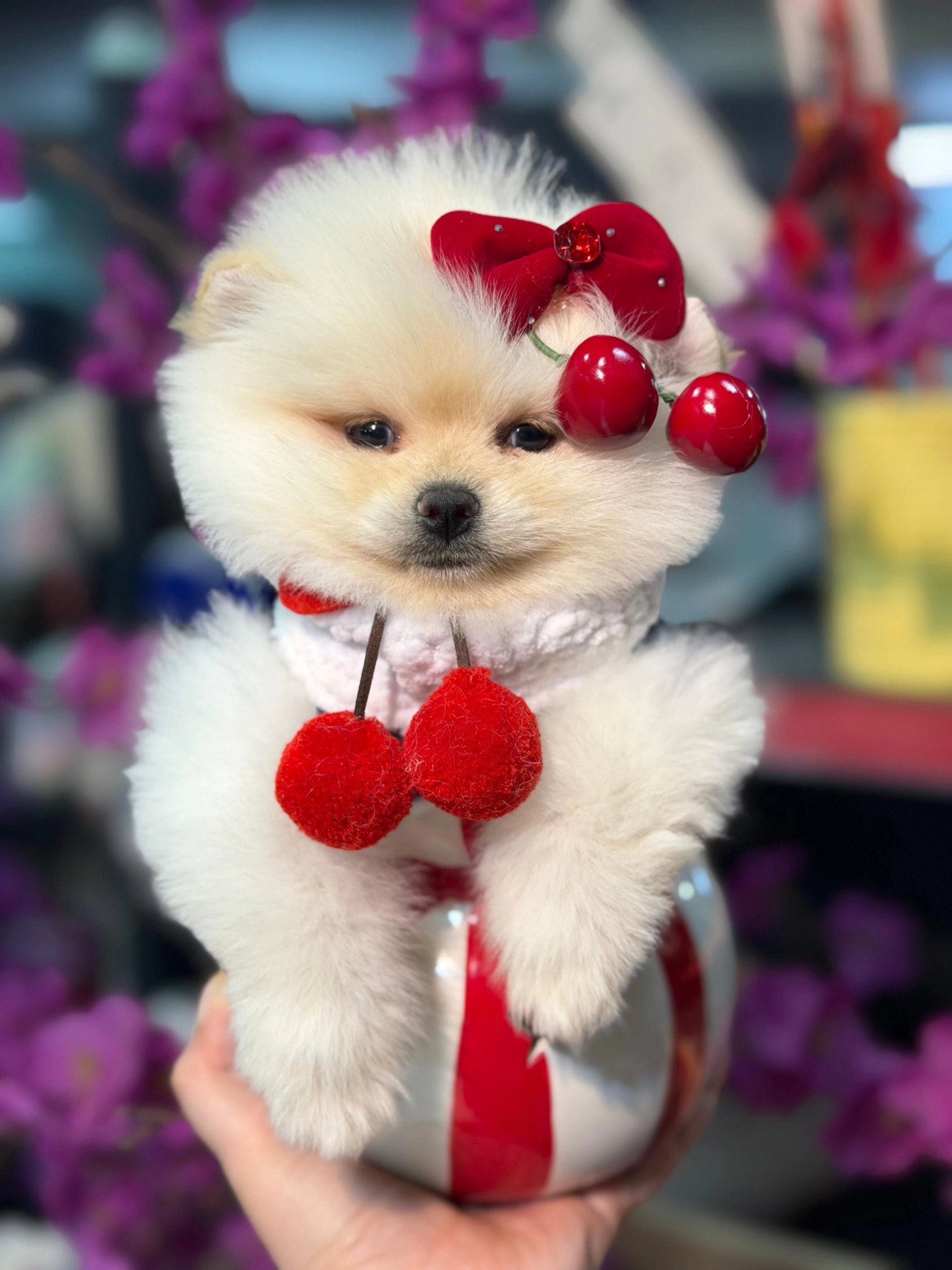Show Kalite Pomeranian Yavruları