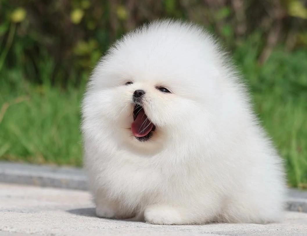 Bulut Gibi Beyaz Pomeranian