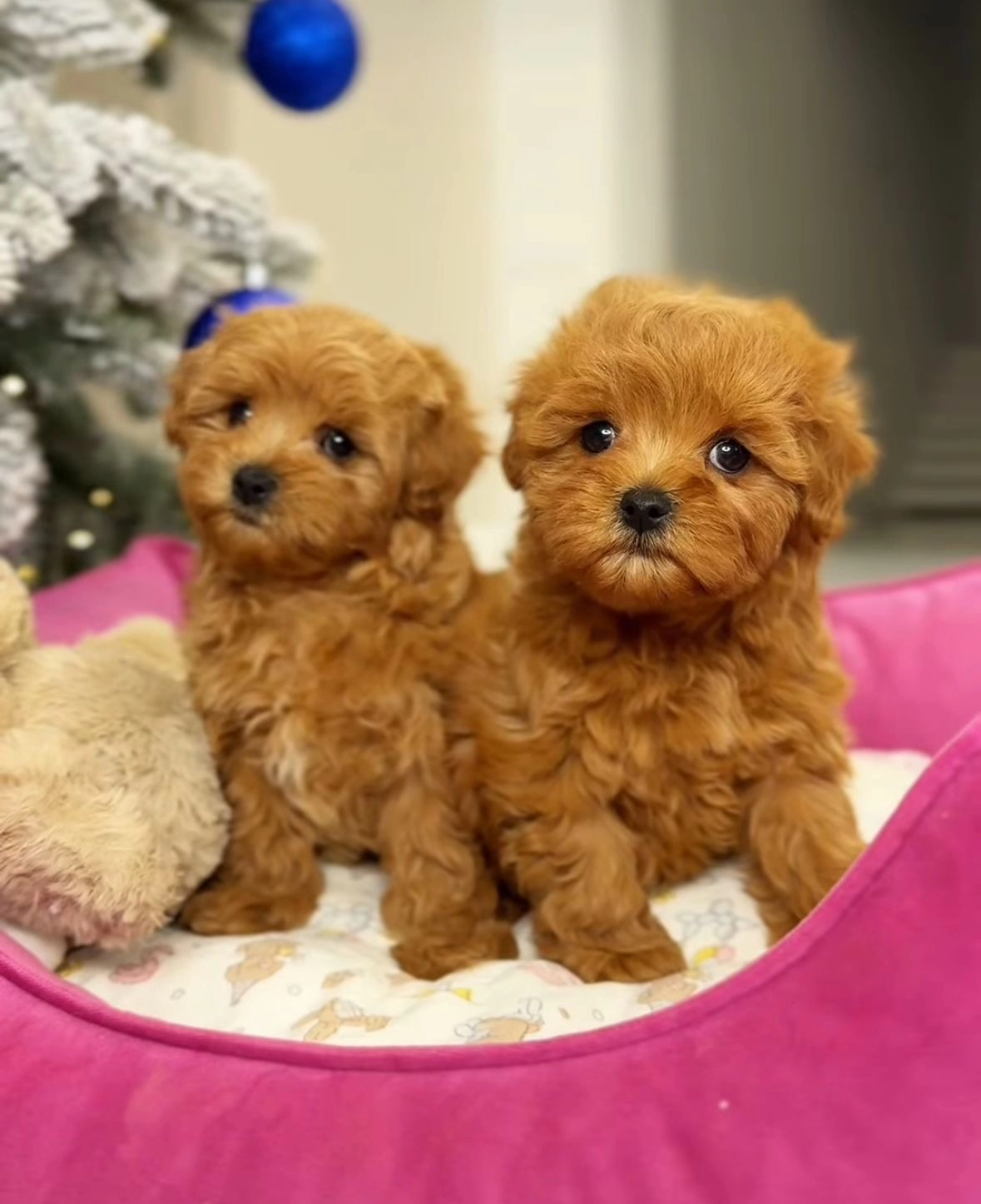 Oyuncu Ve Akıllı Toy Poodle