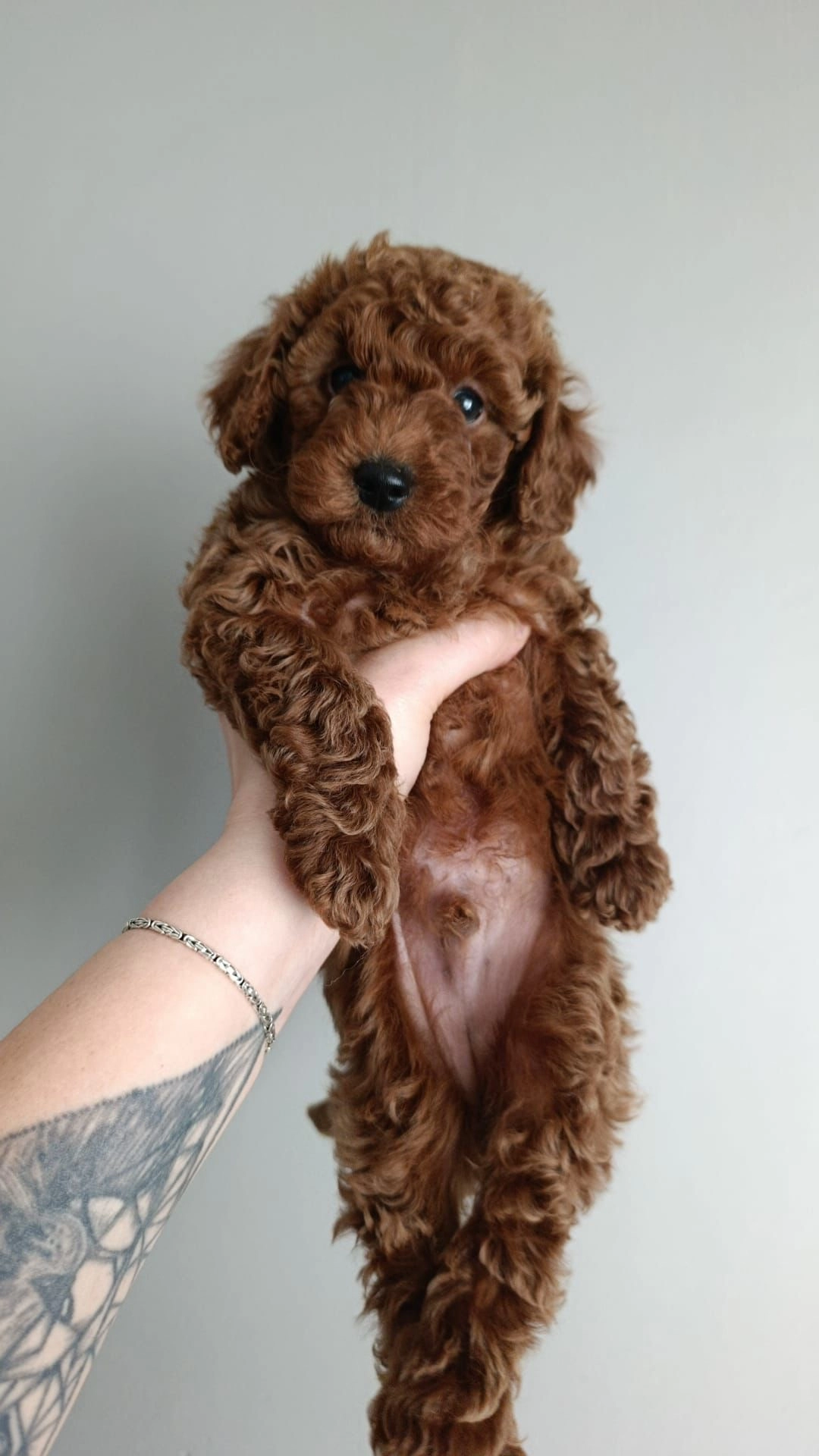Sevgi Dolu Toy Poodle Yavrular