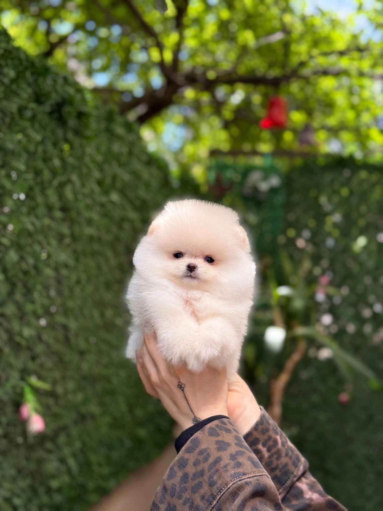 Minik Patili Sevimli Pomeranian