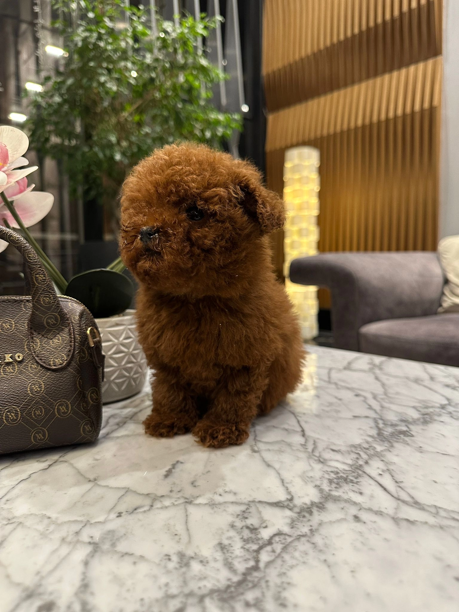 Teddy Face Mini Toy Poodle Yavru