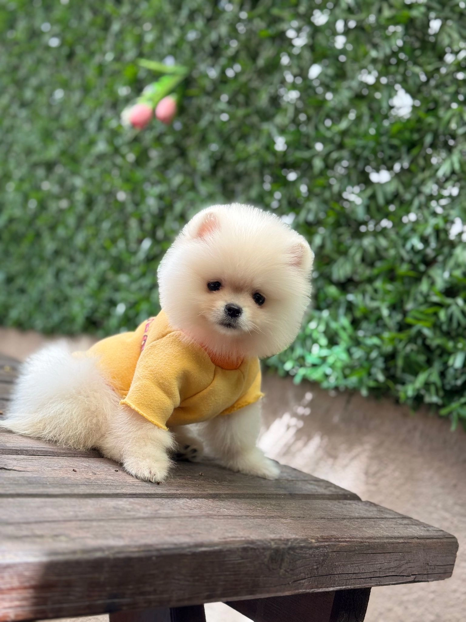 Kar Beyazı Pomeranian Boo Yavrularımız