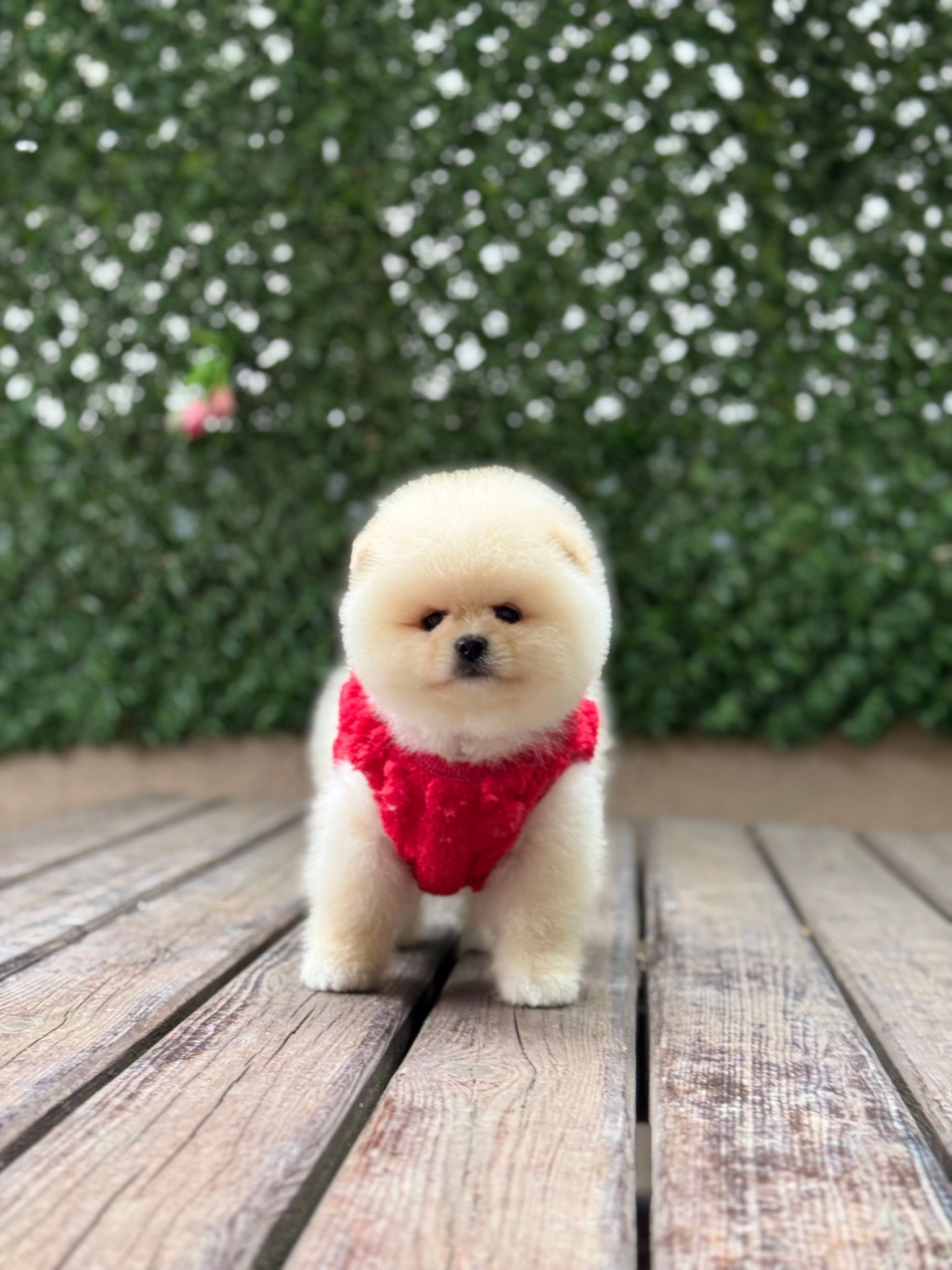 Kabarcık Tüy Yapılı Pomeranian Boo Yavruları
