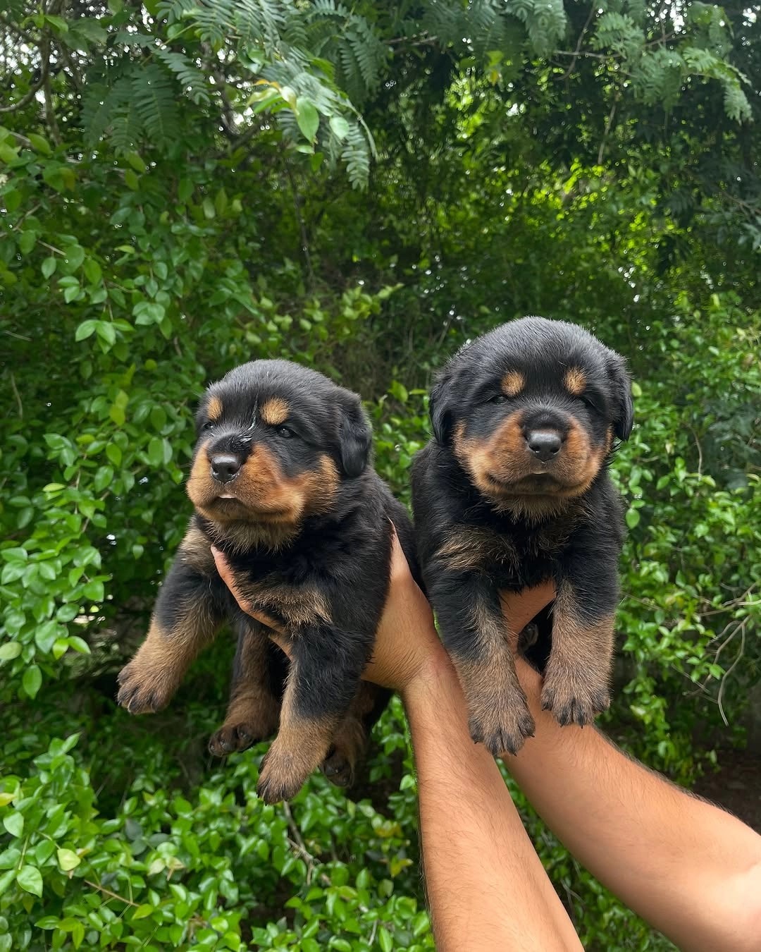 Irk Garantili Rottweiler Yavruları