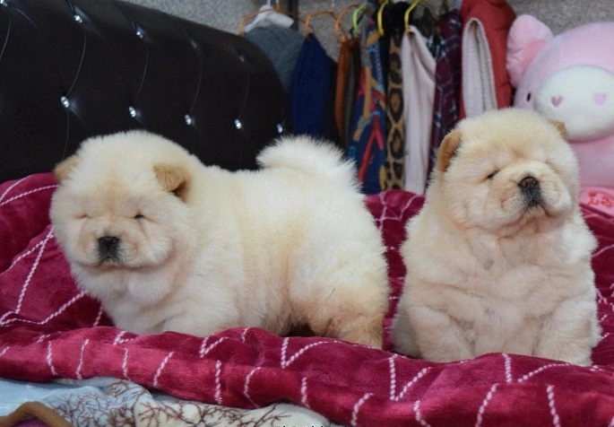 Harika Chow Chow Yavruları