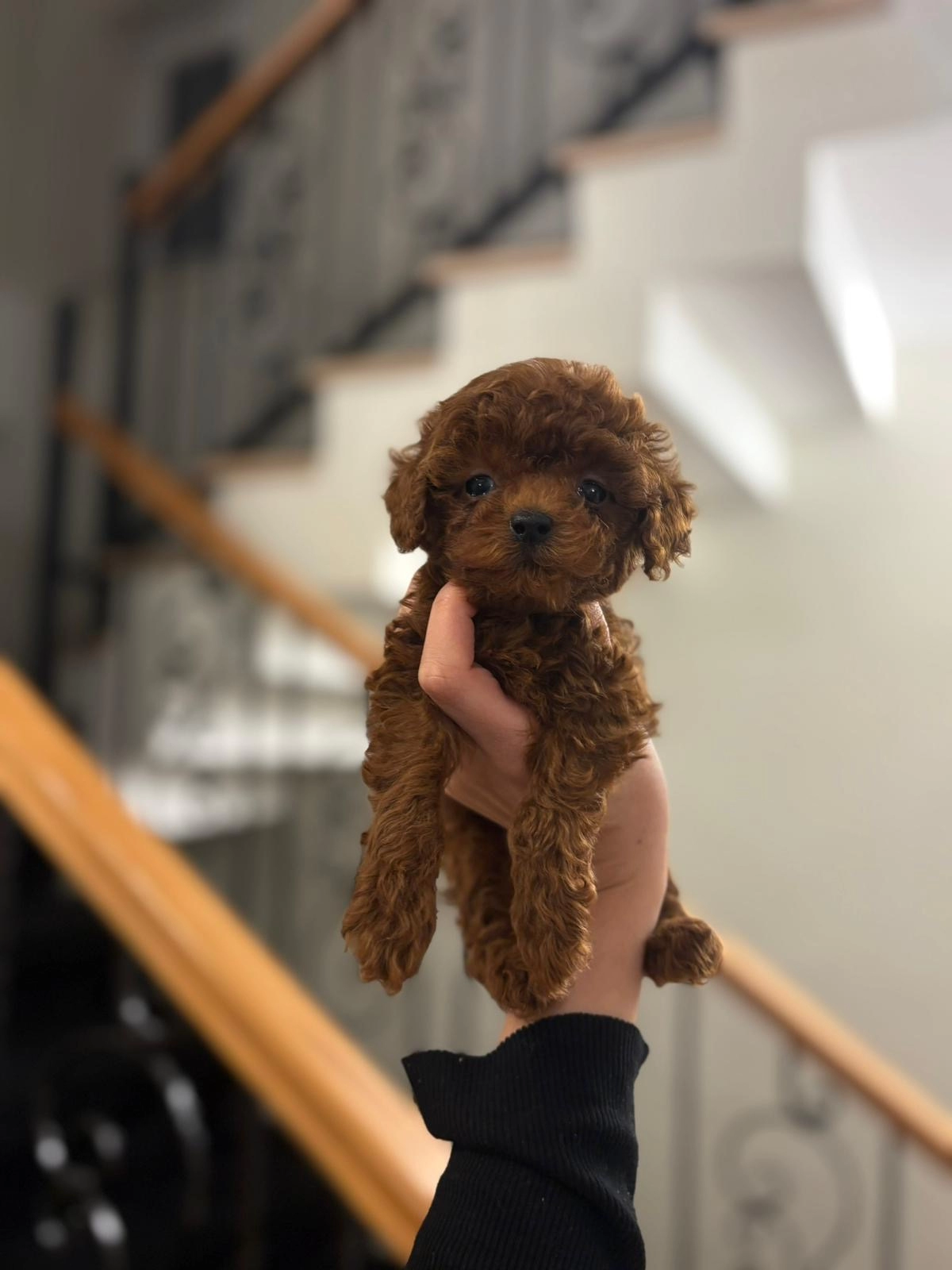 Sevimli Burunlu Toy Poodle Bebekler