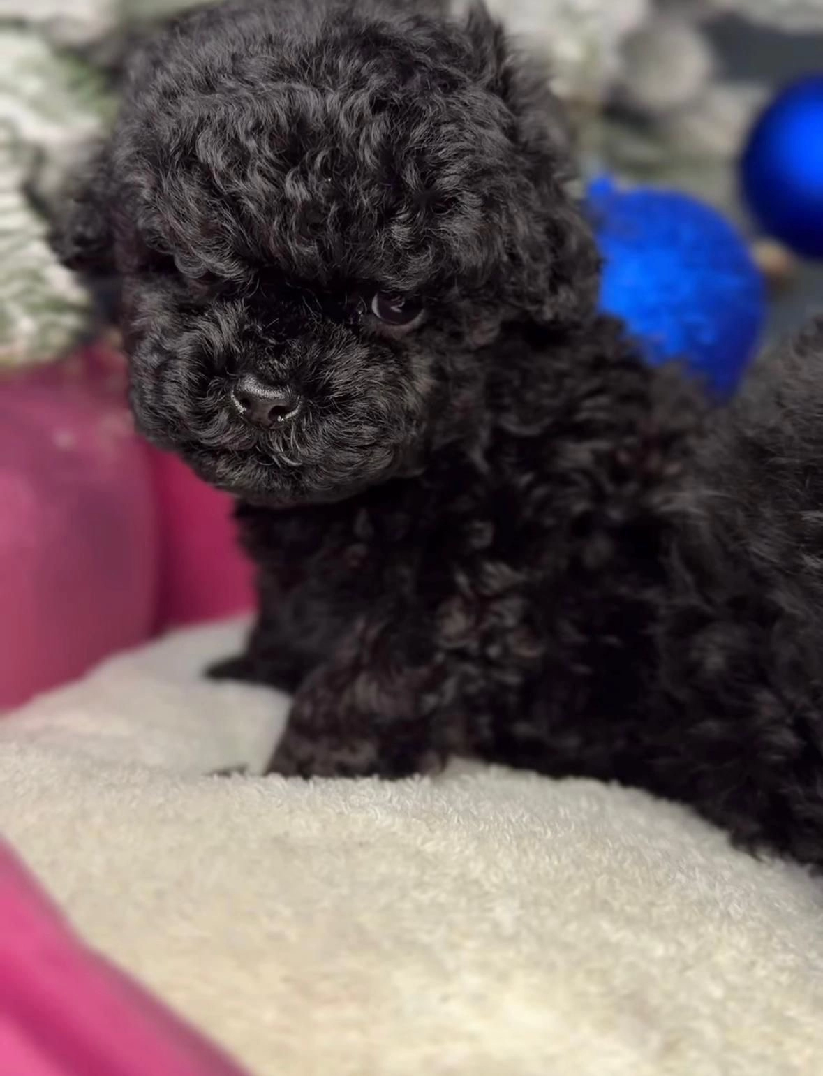 Sevimli Toy Poodle Bebekler Satışta