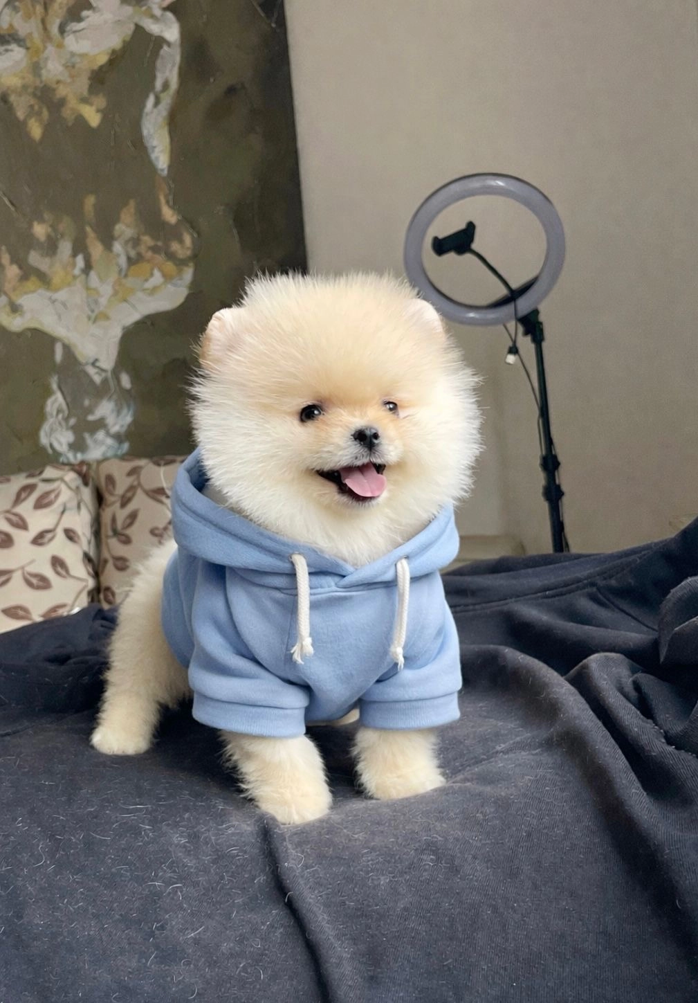 Sevimliliğiyle Büyüleyen Pomeranian Boo