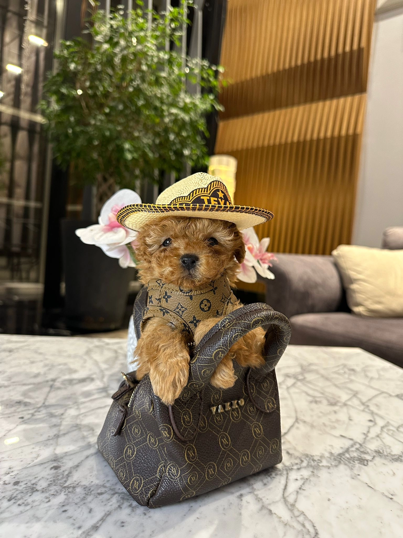 Tatlı Mini Toy Poodle Yavrular