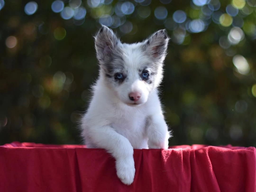 Özel Border Collie Yavruları
