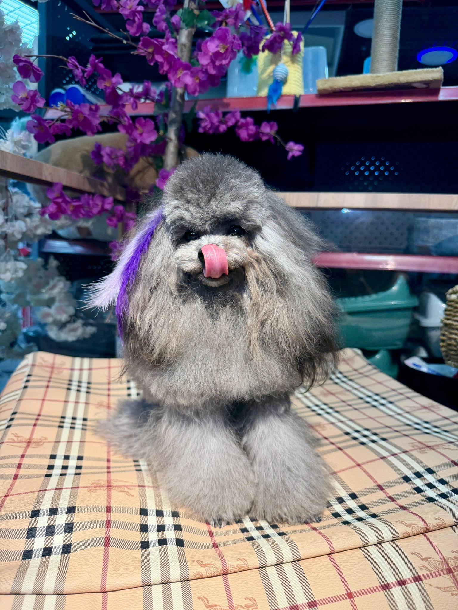 Ev Ortamında Büyüyen Pomeranian Yavrular