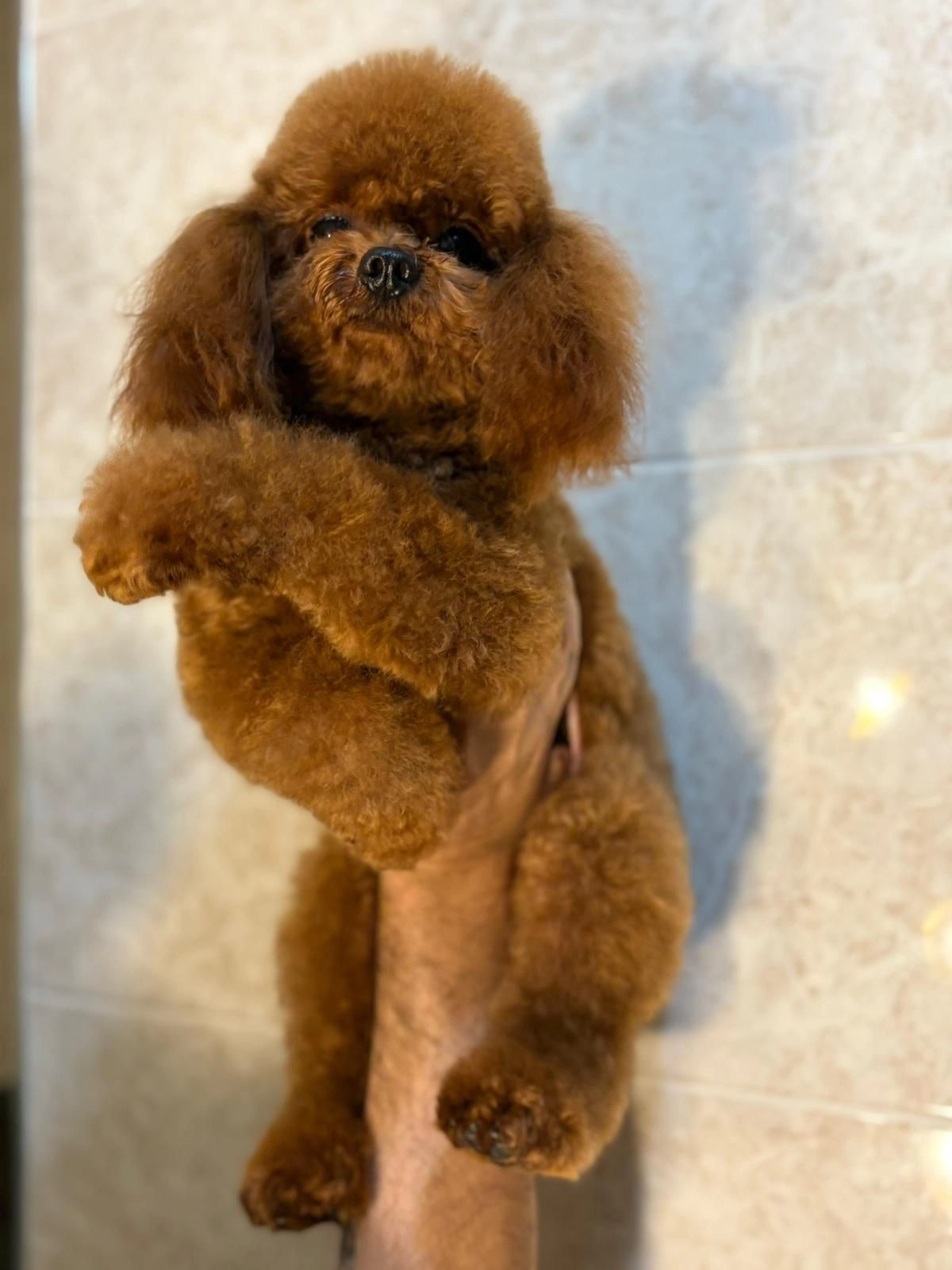 Sevimli Ve Oyuncu Toy Poodle Yavrusu