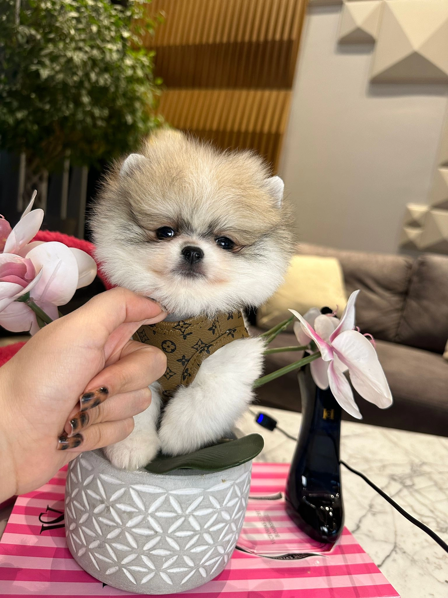 Pomeranian Boo Yeni Yuvasına Gitmeye Hazır
