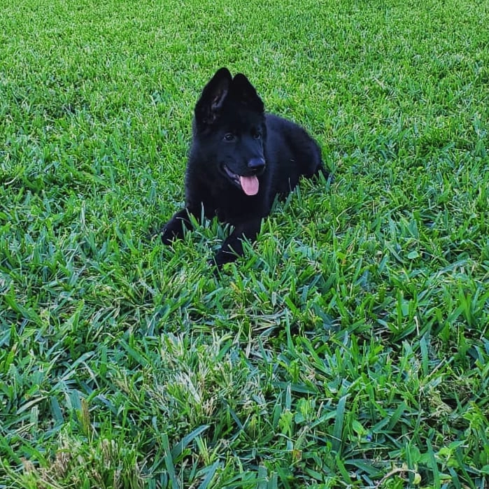 Siyah Alman Çoban Köpeği Yavruları