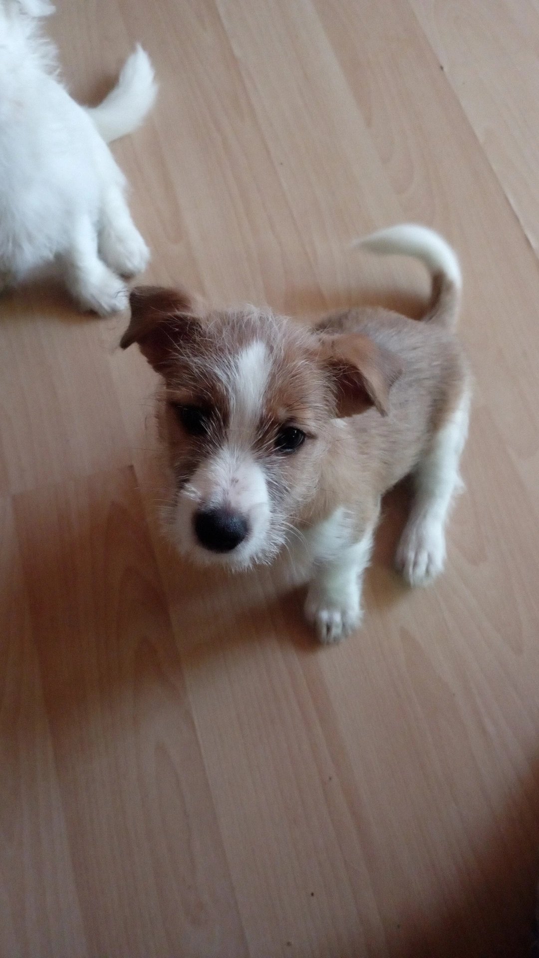 Anne Jack Russell Baba Maltese