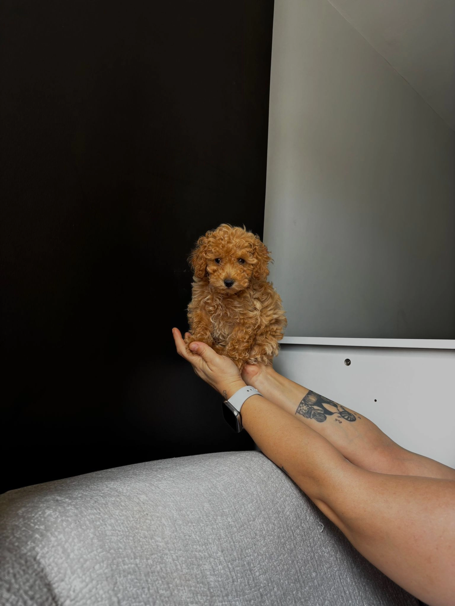Toy Poodle bebeğimiz Teslime Hazır