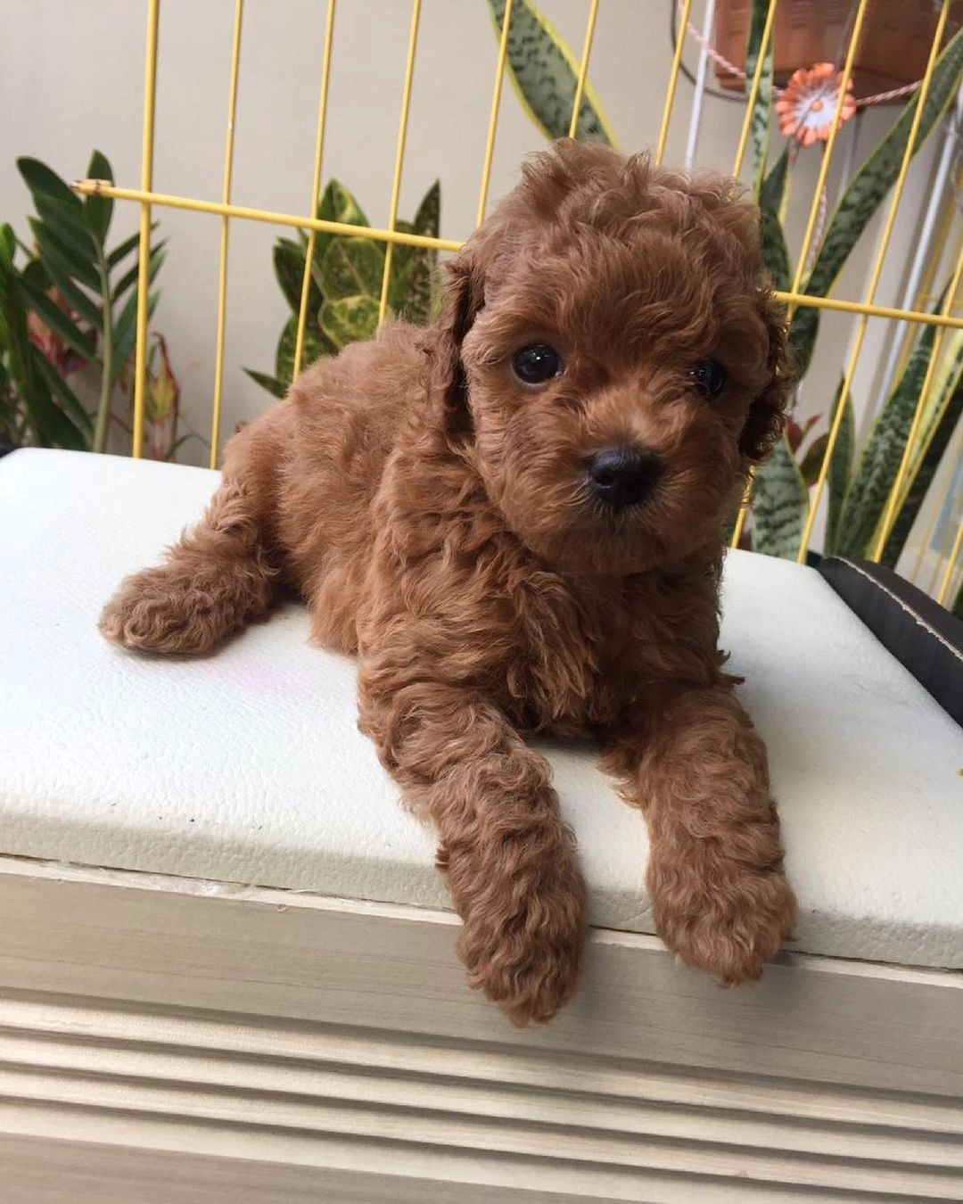 Toy Poodle Yavruları