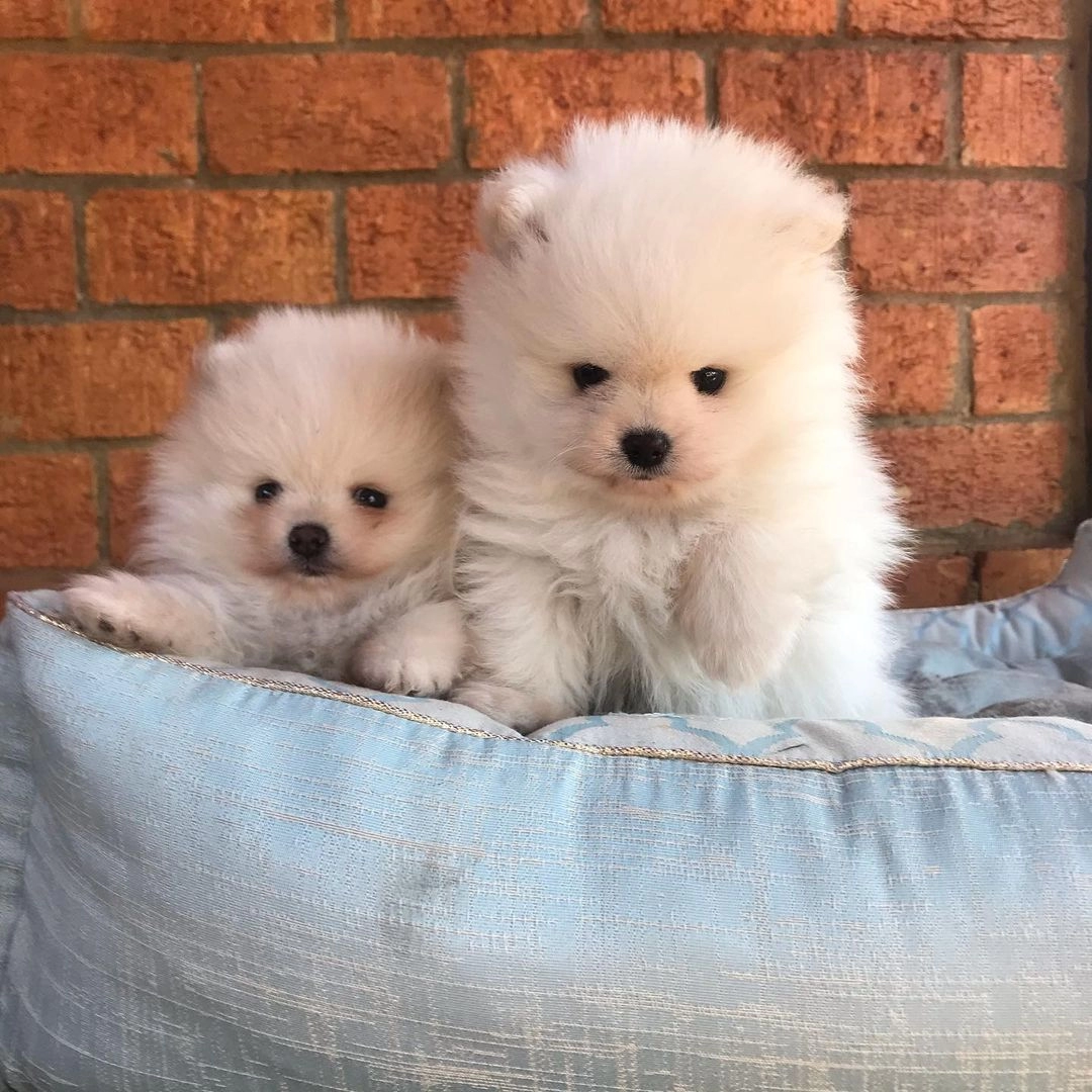 Irk Garantili Pomeranian Yavruları
