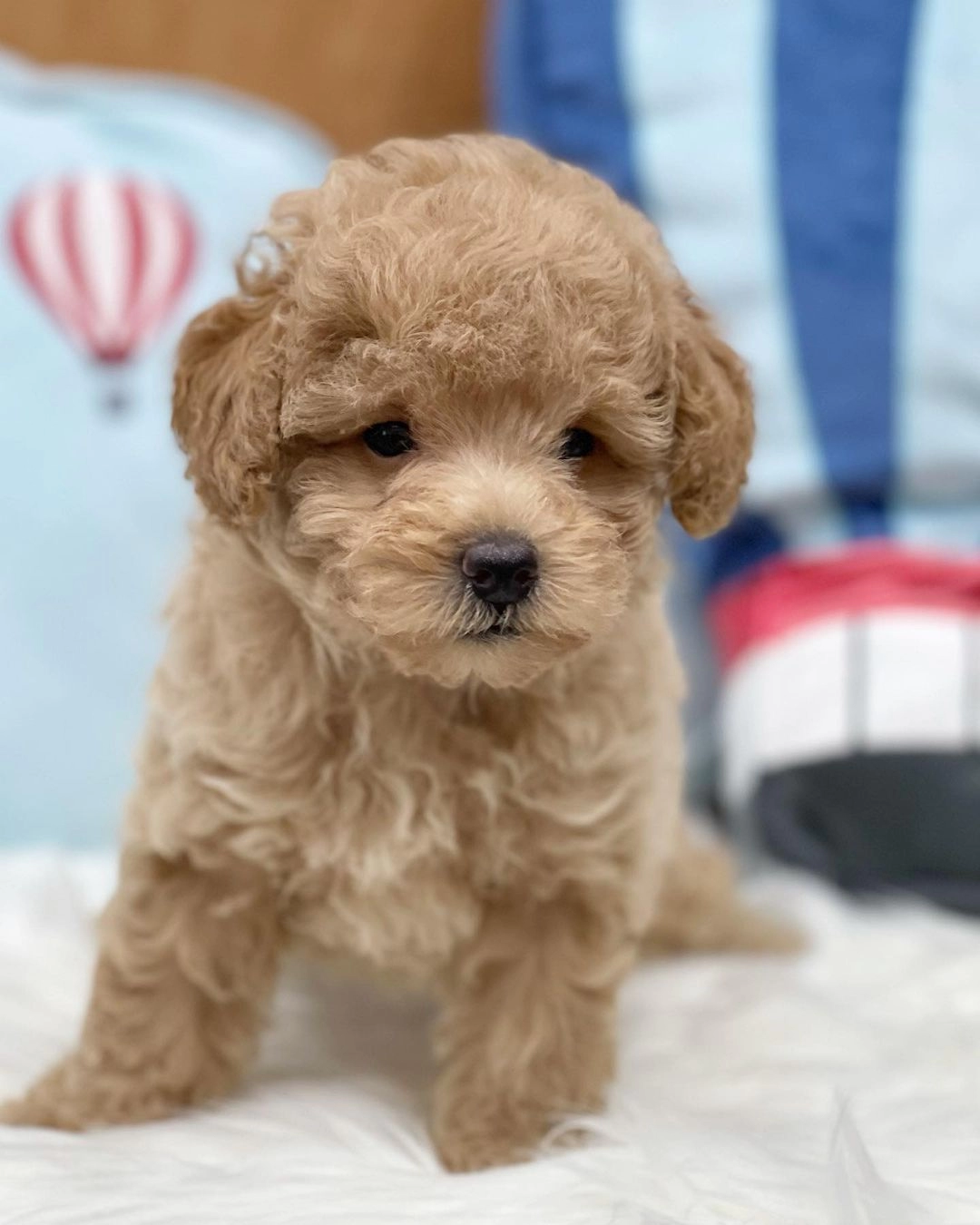 Dünya Tatlısı Maltipoo Yavruları