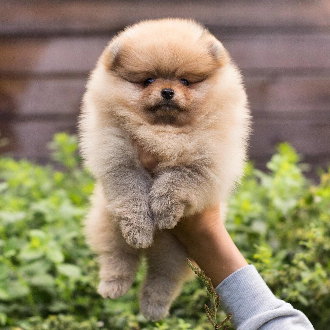 Pomeranian Boo Yavrulari