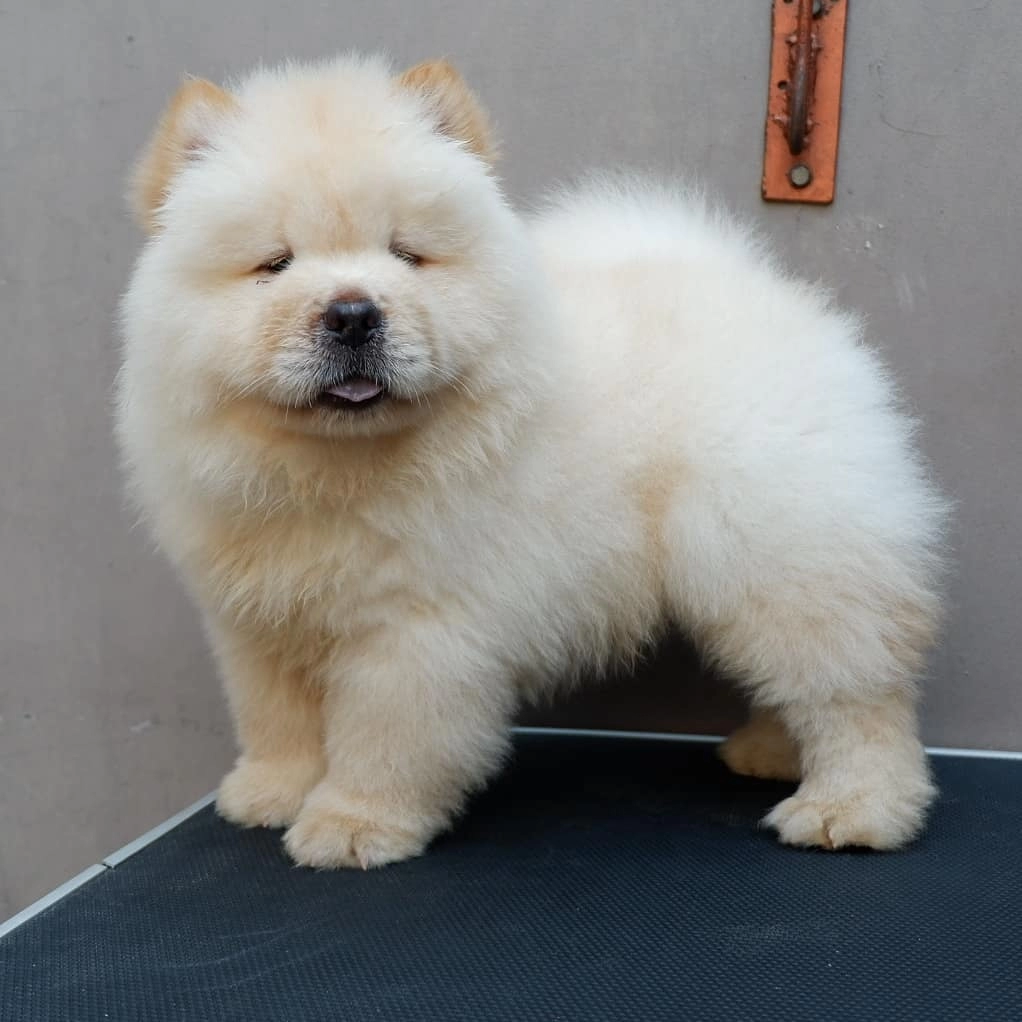 Irk Garantili Chow Chow Yavrulari