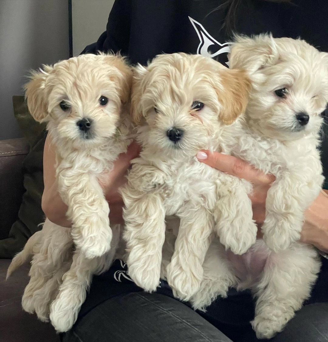 Dünya Tatlisi Maltipoo Yavrulari