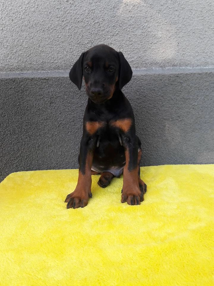 Irk Garantili Doberman Yavrulari