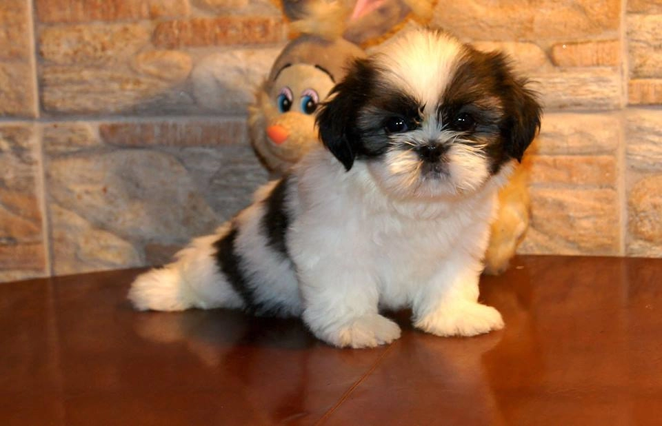 Irk Garantili Shih Tzu Yavrulari
