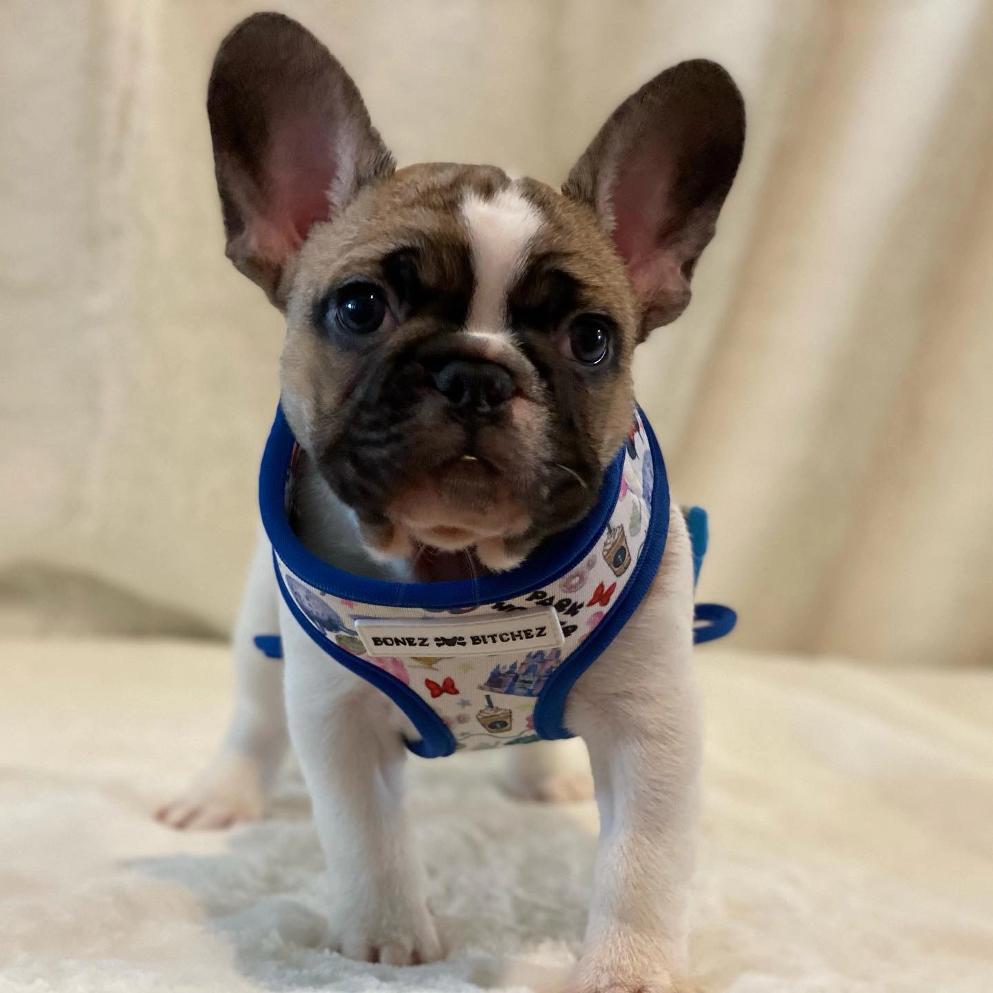 French Bulldog Yavrulari