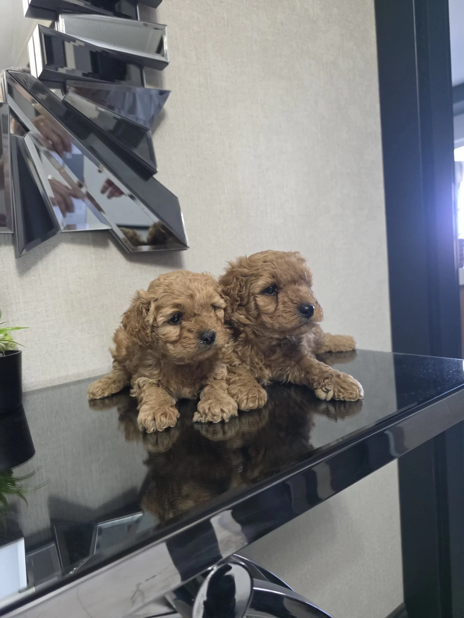 Teslime Hazır Poodle Minnaklarım