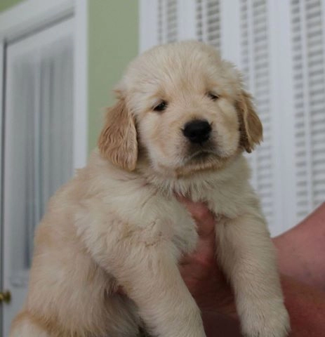 Golden Retriever Yavrulari