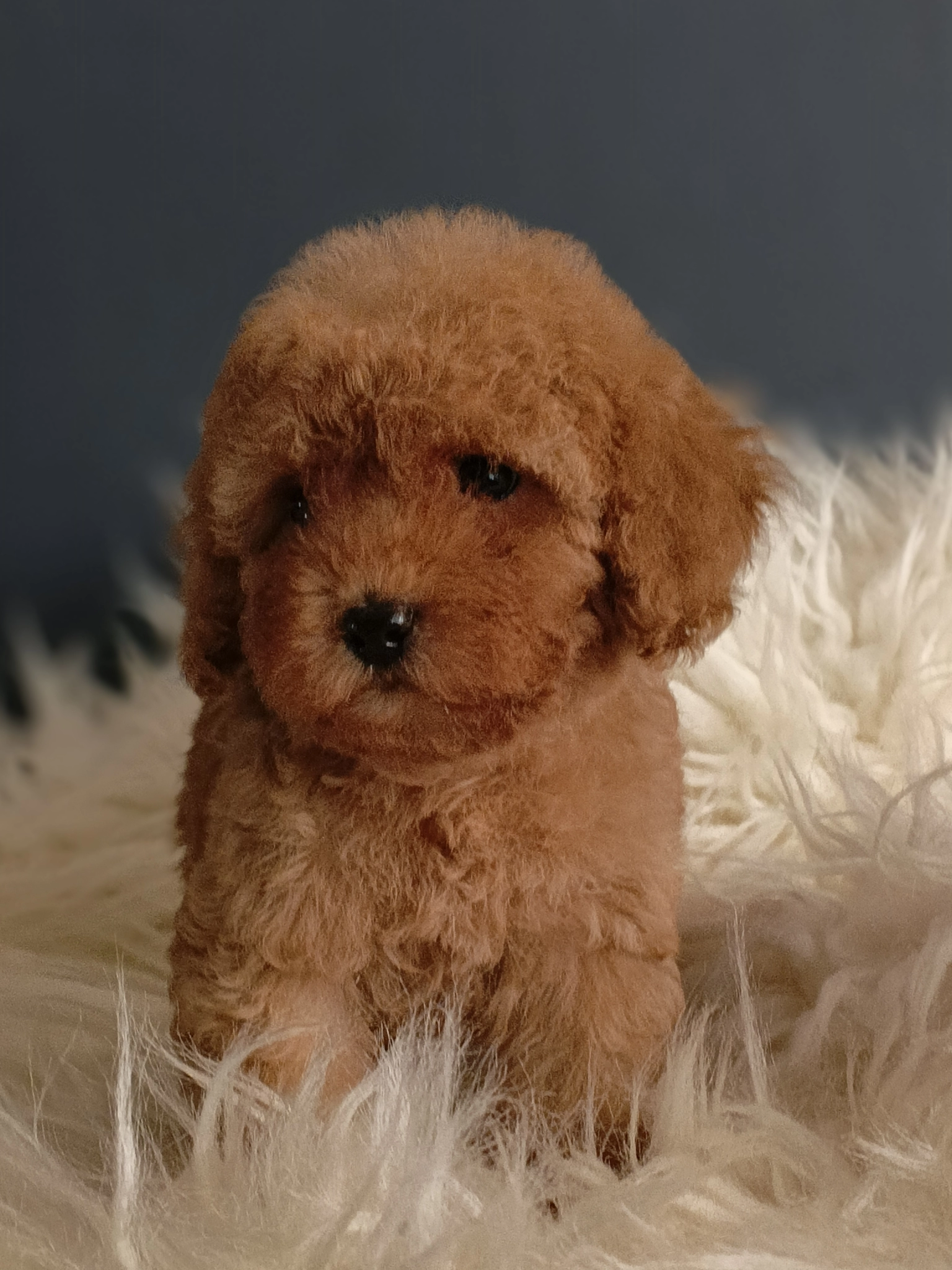 Veteriner Teknikerinden  Irk Ve Sağlık Garantili Toy  Poodle